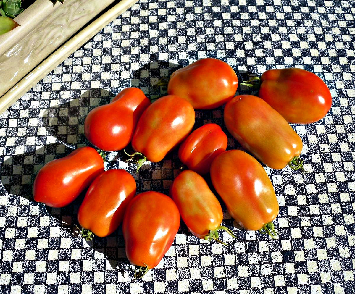 Name:  Tomatoes..jpg
Views: 2991
Size:  456.6 KB