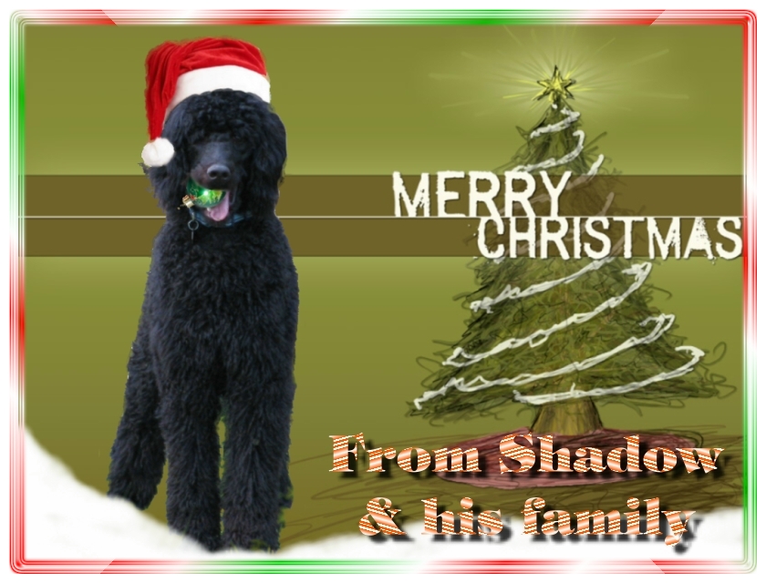 Name:  shadow-christmas-card-3.jpg
Views: 34892
Size:  291.5 KB