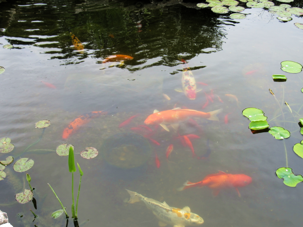 Name:  pond-fish.jpg
Views: 20221
Size:  648.7 KB