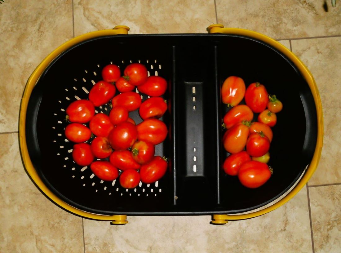 Name:  Tomatoes.jpg
Views: 484
Size:  107.0 KB