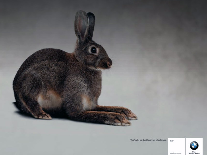 Name:  bunny.jpg
Views: 3856
Size:  55.3 KB