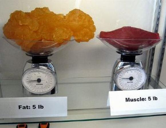 Name:  Fat and muscle..jpg
Views: 3265
Size:  27.6 KB