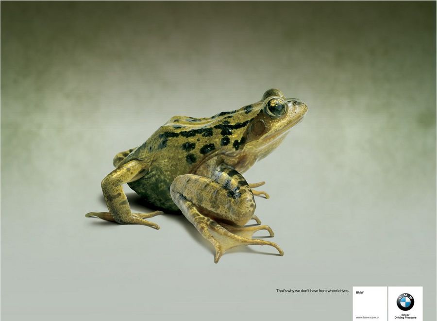 Name:  frog.jpg
Views: 4087
Size:  45.8 KB