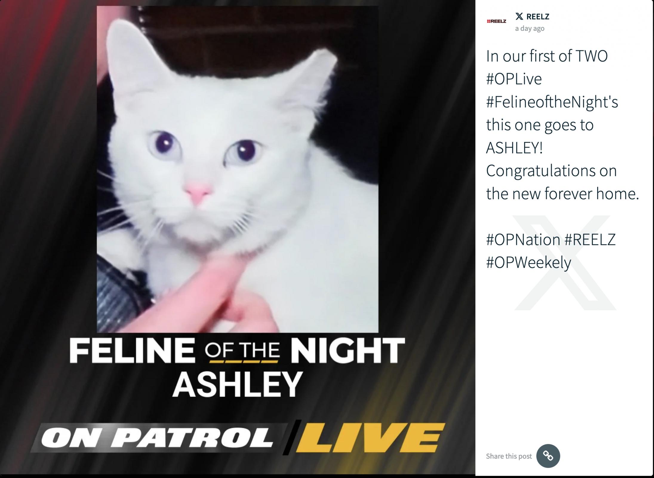 Name:  ashley-cat.jpg
Views: 161
Size:  181.2 KB